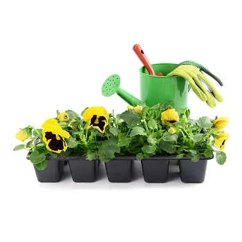 Yellow Pansy Plant